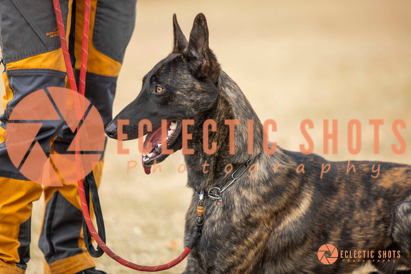 K9Force11.2025-8511