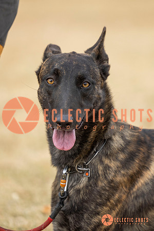K9Force11.2025-8515