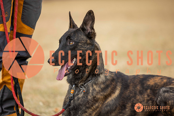 K9Force11.2025-8521