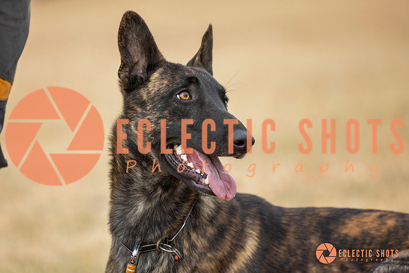 K9Force11.2025-8531