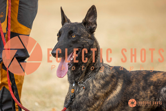 K9Force11.2025-8545