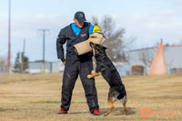 K9Force11.2025-2-16