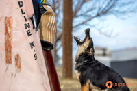 K9Force11.2025-0007