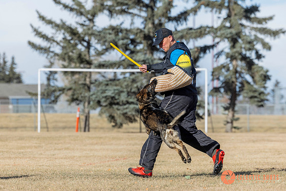 K9Force11.2025-0749