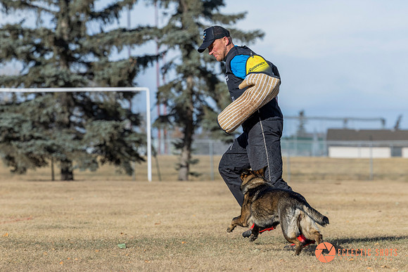K9Force11.2025-0742