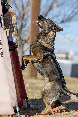 K9Force11.2025-0712