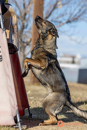 K9Force11.2025-0709