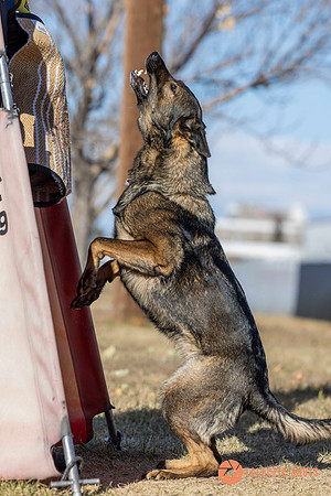 K9Force11.2025-0708