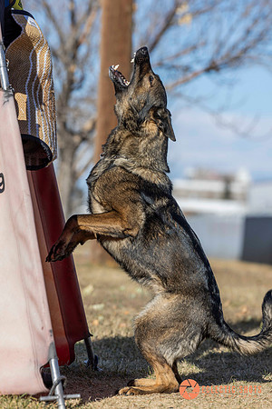 K9Force11.2025-0707