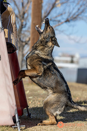 K9Force11.2025-0706