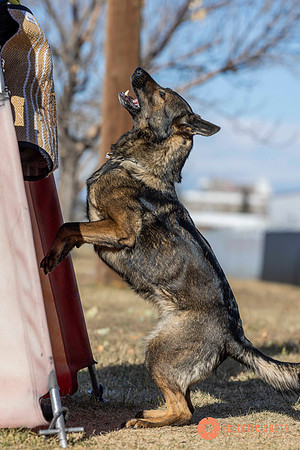 K9Force11.2025-0704