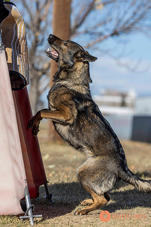 K9Force11.2025-0700