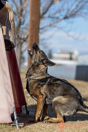 K9Force11.2025-0695