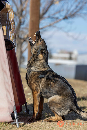 K9Force11.2025-0697