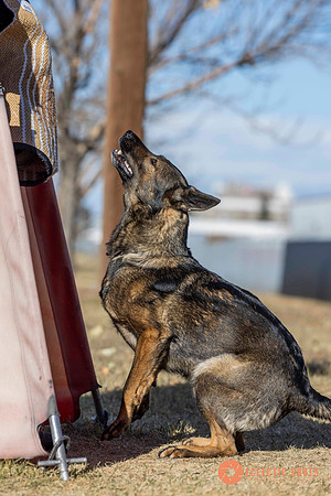 K9Force11.2025-0693