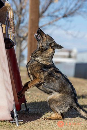 K9Force11.2025-0689