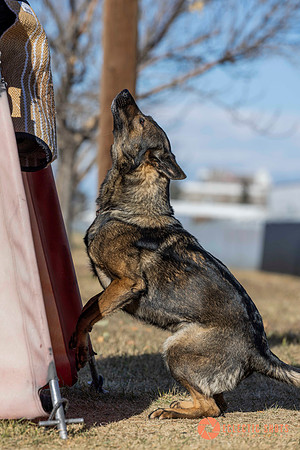 K9Force11.2025-0685