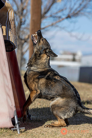 K9Force11.2025-0684