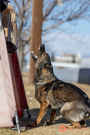 K9Force11.2025-0683