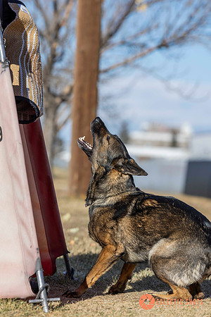 K9Force11.2025-0682