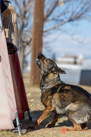 K9Force11.2025-0681