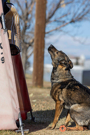 K9Force11.2025-0673