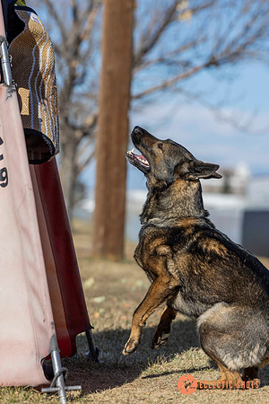 K9Force11.2025-0677