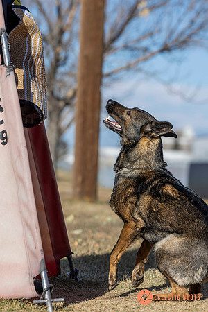 K9Force11.2025-0675