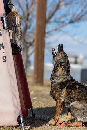 K9Force11.2025-0672