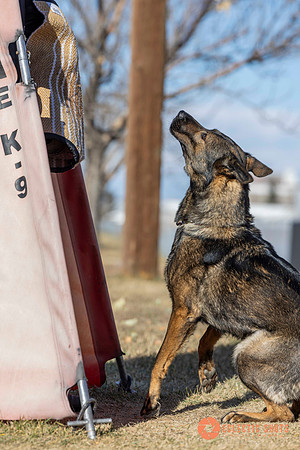 K9Force11.2025-0662