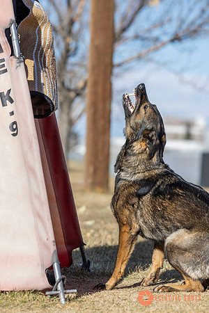 K9Force11.2025-0661
