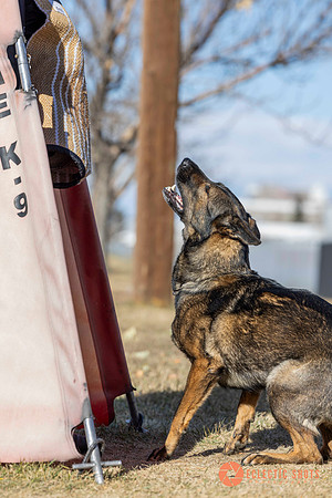 K9Force11.2025-0659