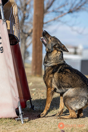 K9Force11.2025-0655