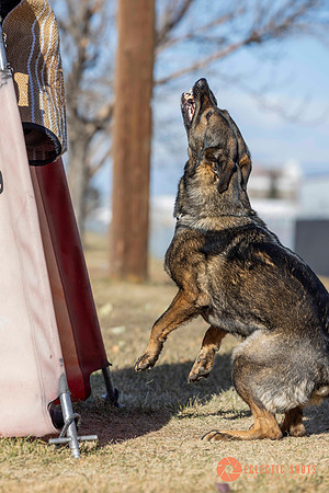 K9Force11.2025-0650