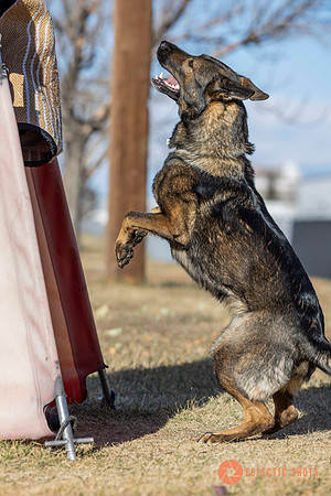 K9Force11.2025-0643