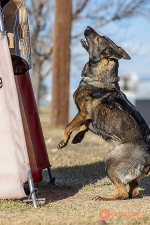 K9Force11.2025-0647