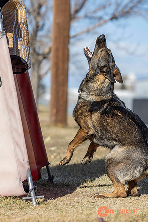 K9Force11.2025-0649