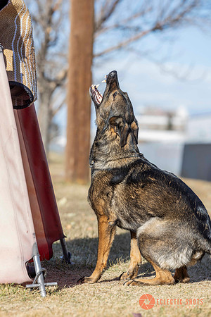 K9Force11.2025-0640