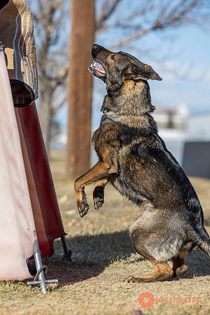 K9Force11.2025-0641