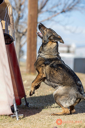 K9Force11.2025-0634
