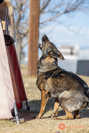 K9Force11.2025-0638