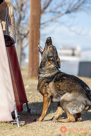 K9Force11.2025-0639
