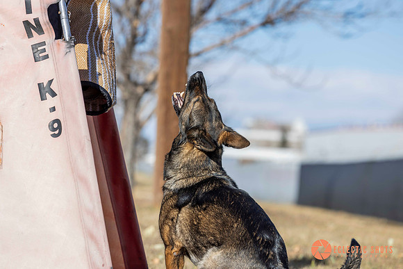 K9Force11.2025-0608