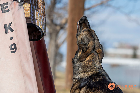 K9Force11.2025-0598