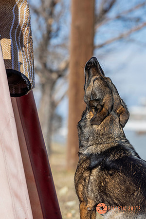 K9Force11.2025-0591