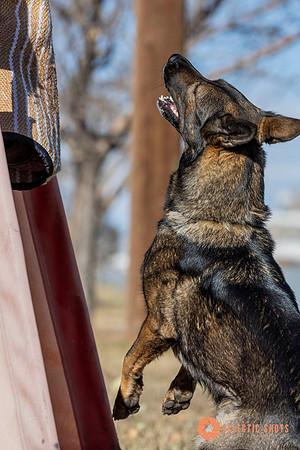 K9Force11.2025-0588