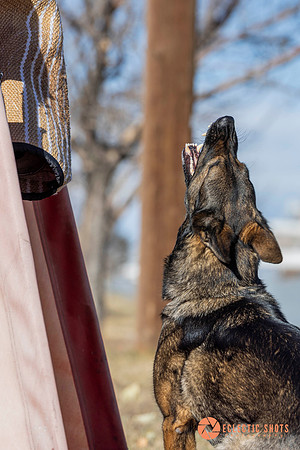 K9Force11.2025-0590