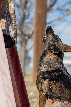 K9Force11.2025-0589