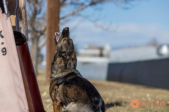 K9Force11.2025-0583