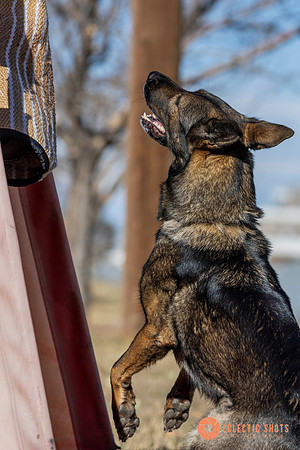 K9Force11.2025-0584
